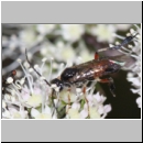 Craesus alniastri - Blattwespe w01e 8mm - OS-Hellern Wiese det06.jpg